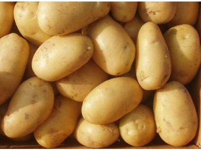  马铃薯将成未来健康主食