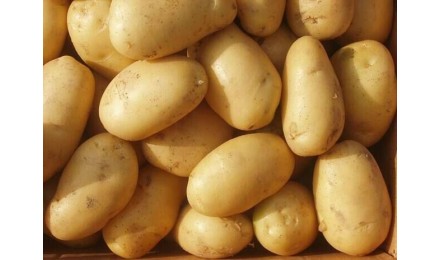  马铃薯将成未来健康主食